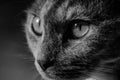 Pet Cat High Detail Close-Up Black & White