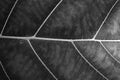 Black and white close up leaf texture Royalty Free Stock Photo
