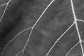 Black and white close up leaf texture Royalty Free Stock Photo