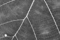 Black and white close up leaf texture Royalty Free Stock Photo