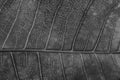 Black and white close up leaf texture Royalty Free Stock Photo