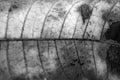 Black and white close up leaf texture Royalty Free Stock Photo