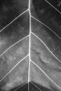 Black and white close up leaf texture Royalty Free Stock Photo