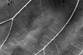 Black and white close up leaf texture Royalty Free Stock Photo