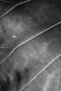 Black and white close up leaf texture Royalty Free Stock Photo