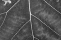 Black and white close up leaf texture Royalty Free Stock Photo