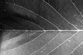 Black and white close up leaf texture Royalty Free Stock Photo