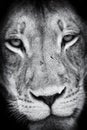 Black and white close-up of a lion face portrait Royalty Free Stock Photo