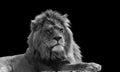 Black and white Close Up Of Lion king isolated on black Royalty Free Stock Photo