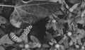 Macro black and white photo of a monarch caterpillars outside getting ready to take a bite out of a leaf Royalty Free Stock Photo