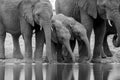 A black and white close-up photograph of a herd of small young elephants drinking