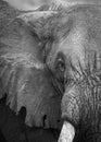 A close up of an elephant showing wrinkled skin and a tattered ear Royalty Free Stock Photo