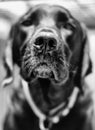 black and white close up portrait of a black dog, nose close up