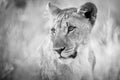 A black and white close up portrait of a female lioness was photographed at sunrise