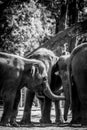 A black and white close up portrait of some baby elephants standing in a group playing with eachother Royalty Free Stock Photo