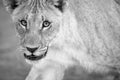 A black and white close up portrait of a walking female lioness Royalty Free Stock Photo