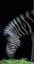 Black and white close up portrait of a zebra head eating grass against black background Royalty Free Stock Photo