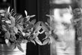 Black and white close up the reflection of little frozen tree in its vase. Royalty Free Stock Photo