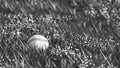 Black and white close up shot of old baseball lying in the grass with shallow depth of field