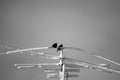 Birds on snow covered antenna Royalty Free Stock Photo
