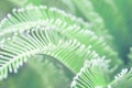 Delicate tender close up view of beautiful green palm leaf on natural background