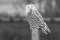 Black and white close up of Snowy Owl perched on post and looking at camera Royalty Free Stock Photo