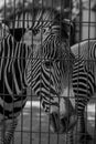 Black and White Close-Up of a Zebra Royalty Free Stock Photo