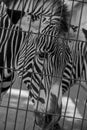 Black and White Close-Up of a Zebra Royalty Free Stock Photo