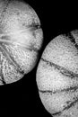 A black and white close view of two honeydew melons. Royalty Free Stock Photo