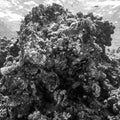 Black and white closeup of corals