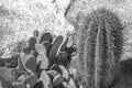 Black and white closeup detalis of southwestern desert cactus with sharp spines