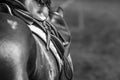 Black and white closeup of a horse with an equestrian dressage Royalty Free Stock Photo