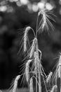 Black and white closeup image of ripe wheat ears on field at sun Royalty Free Stock Photo