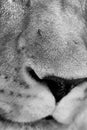 Black and white closeup of lion in the savannas