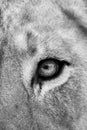 Black and white closeup of lion in the savannas