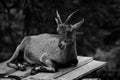 Black and white closeup of a Mountain goat sitting on a wooden surface against blurred background Royalty Free Stock Photo