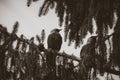 Black and white closeup of two crows sitting on a fir tree branch Royalty Free Stock Photo