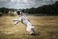 Black and White Cockapoo chasing a ball in a field Royalty Free Stock Photo