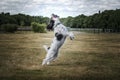 Black and White Cockapoo chasing a ball in a field Royalty Free Stock Photo