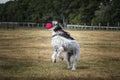 Black and White Cockapoo chasing a ball in a field Royalty Free Stock Photo