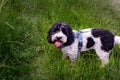 Black and white cockapoo in a field Royalty Free Stock Photo