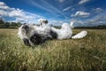 Black and White Cockapoo laying on her back in a field Royalty Free Stock Photo