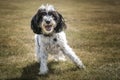Black and White Cockapoo playing in a field Royalty Free Stock Photo