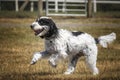 Black and White Cockapoo running in a field Royalty Free Stock Photo