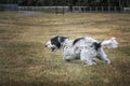 Black and White Cockapoo running in a field Royalty Free Stock Photo