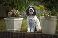 Black and White Cockapoo sitting down in her garden Royalty Free Stock Photo