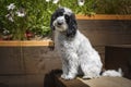 Black and White Cockapoo sitting down in her garden with a head tilt Royalty Free Stock Photo