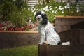 Black and White Cockapoo sitting down in her garden with a head tilt Royalty Free Stock Photo