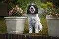 Black and White Cockapoo sitting down in her garden with a head tilt Royalty Free Stock Photo