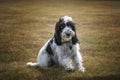 Black and White Cockapoo sitting in a field Royalty Free Stock Photo